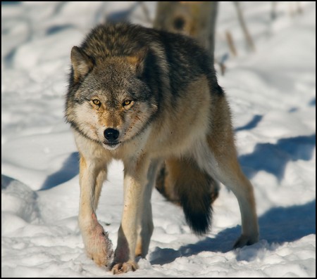 Foto-lupo-cane-lupo-Canis-Lupus-8